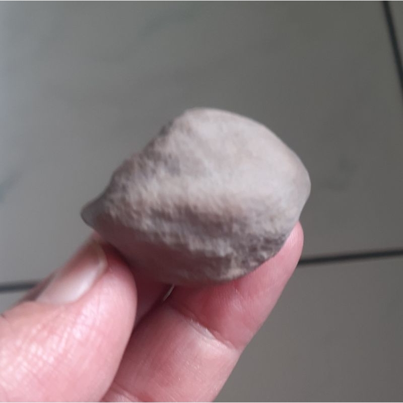 Kemiri Muncang Adu Wadas Induk Ori Urgen