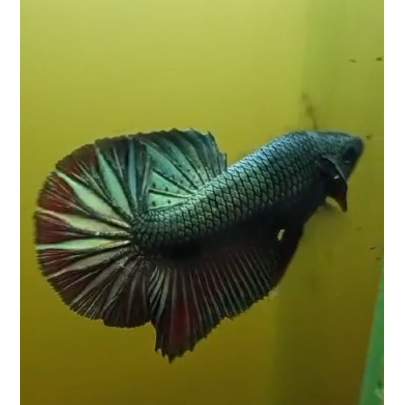 baby giant hmpk besgel