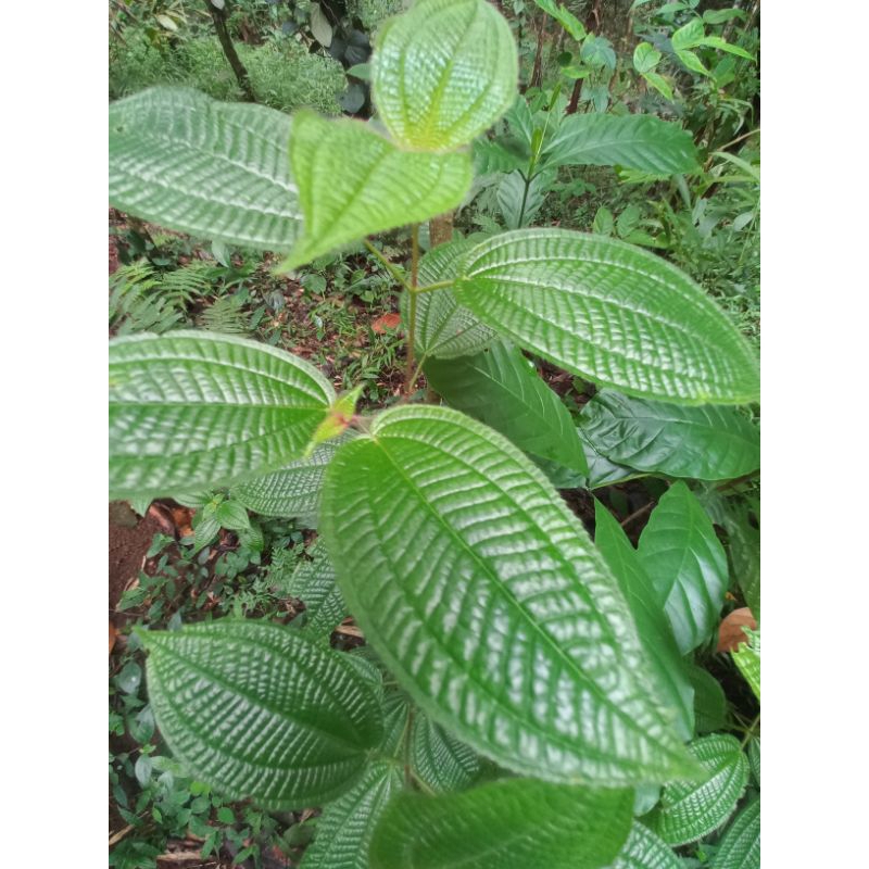 

daun HARENDONG segar 300 gram