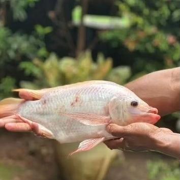 

Ikan Nila Segar (Bukan Frozen) per 1kg