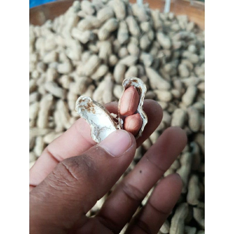 

kacang tanah ukuran besar