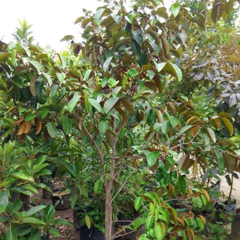 Bibit kenitu/ manecu / sawo belanda varigata