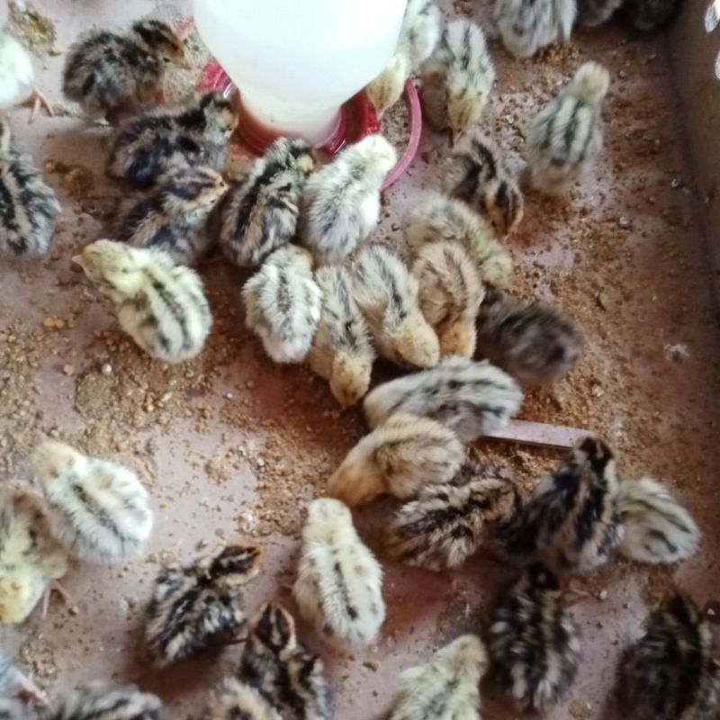 doq anakan burung puyuh 100ekor bonus 10 ekor