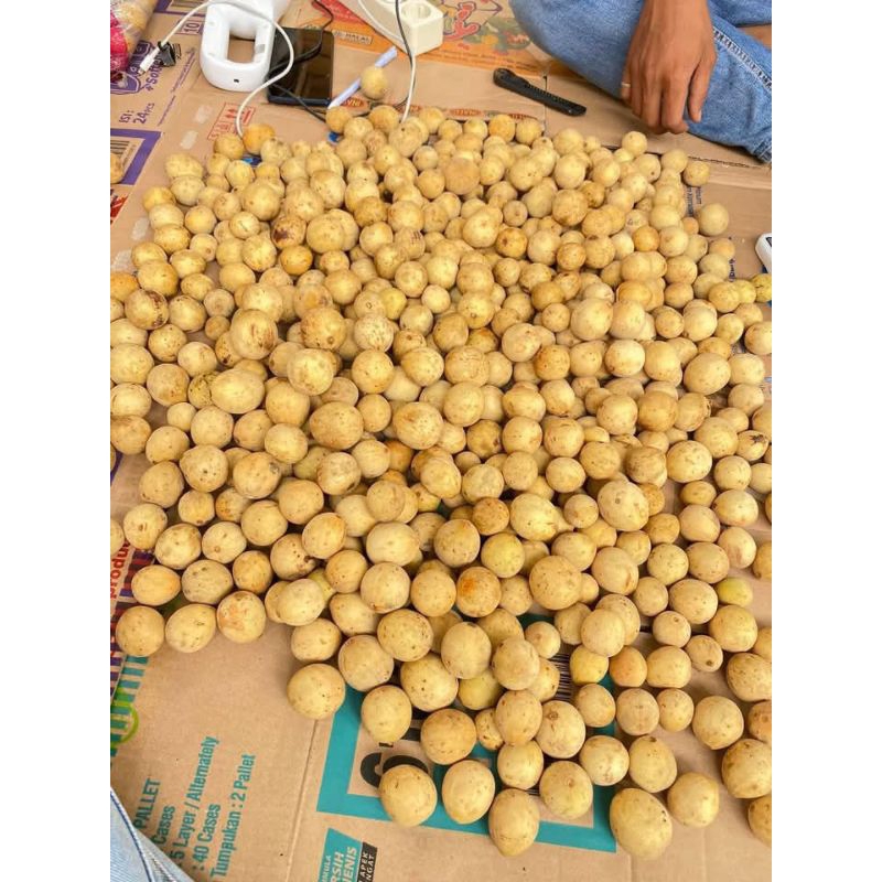 

Buah Duku dukuh Palembang manis