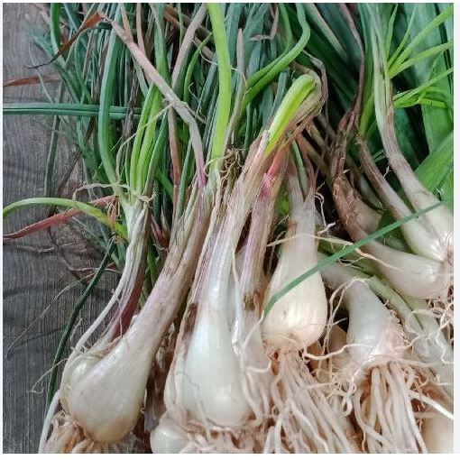 

BAWANG BATAK LOKIO 500GR TERMURAH /KUCAI