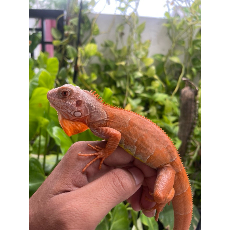 PELET IGUANA RED HYPO 50CM KUALITAS KONTES