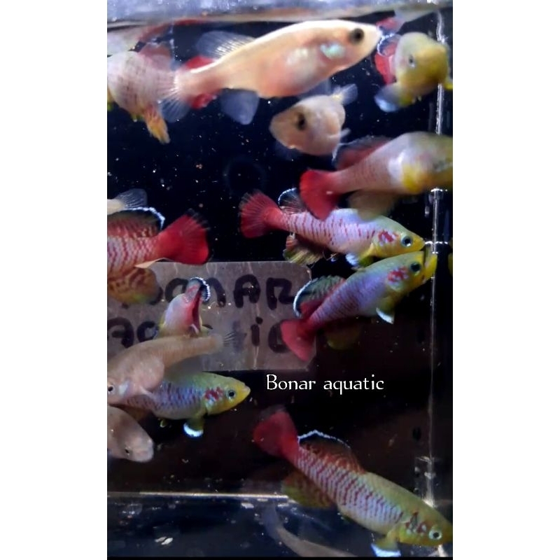 JP killifish guentheri red
