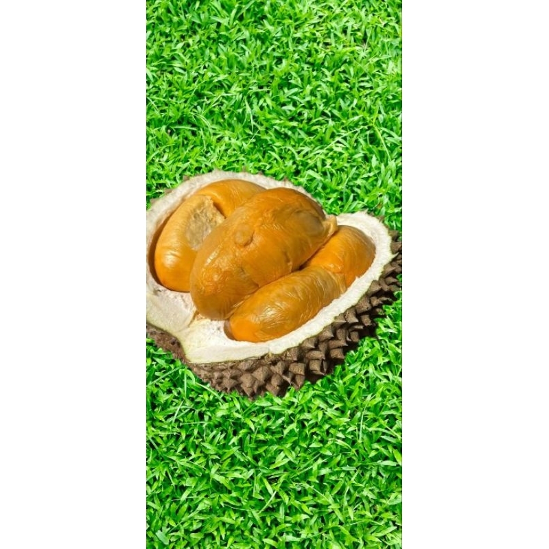 

Durian Duri Hitam fres matang pohon asli Pekalongan