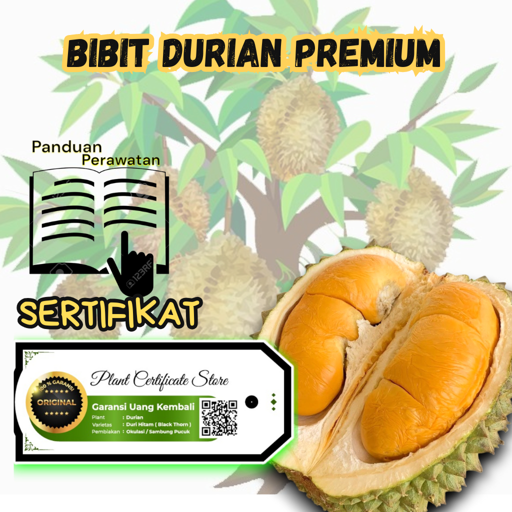 Bibit Pohon Durian SERTIFIKAT BERGARANSI  MusangKing & Berbagai Jenis | Super Unggul | Cepat Berbuah