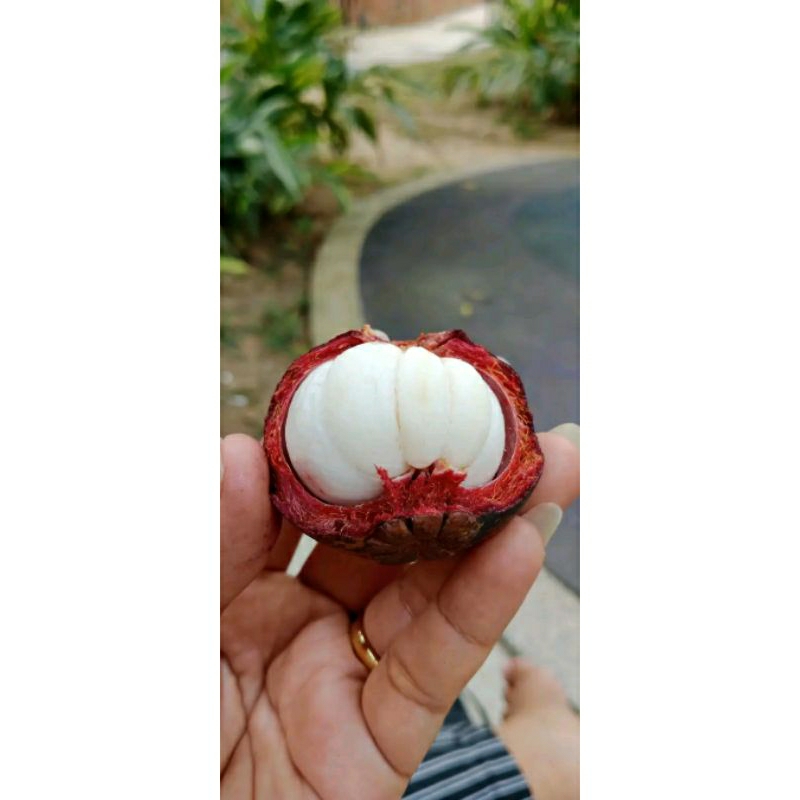 

buah manggis 1kg murah