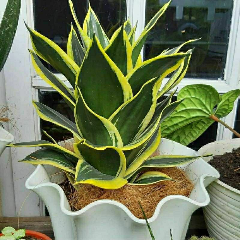 Best Seller Sansivera Pagoda Tower BESAR (asli)