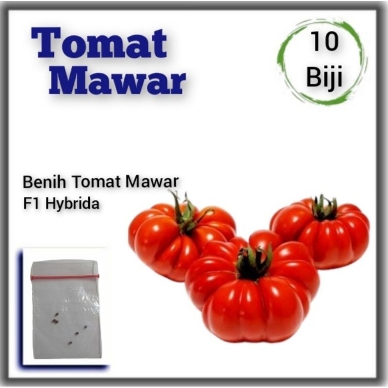 Benih Tomat Mawar Keriting F1 Hibrida