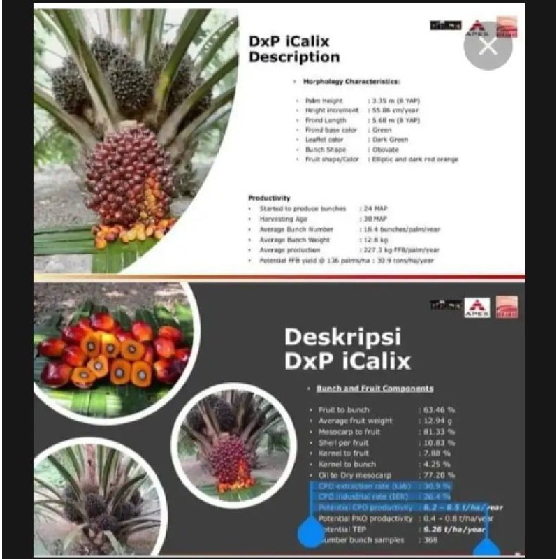 Benih Sawit CALIX 600 asli berkualitas Super