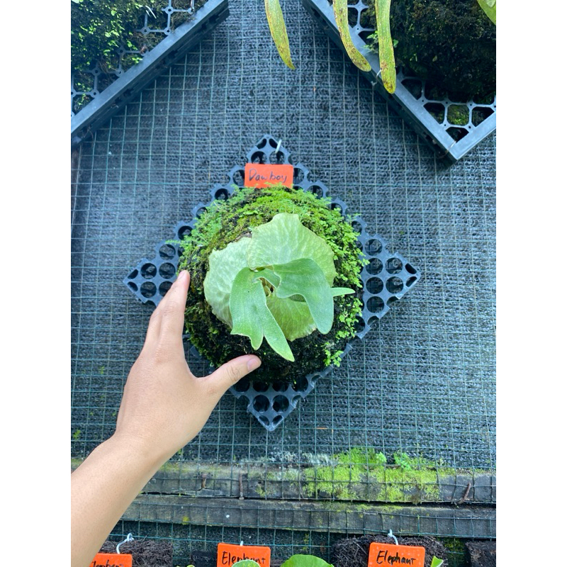 Platycerium Dawboy