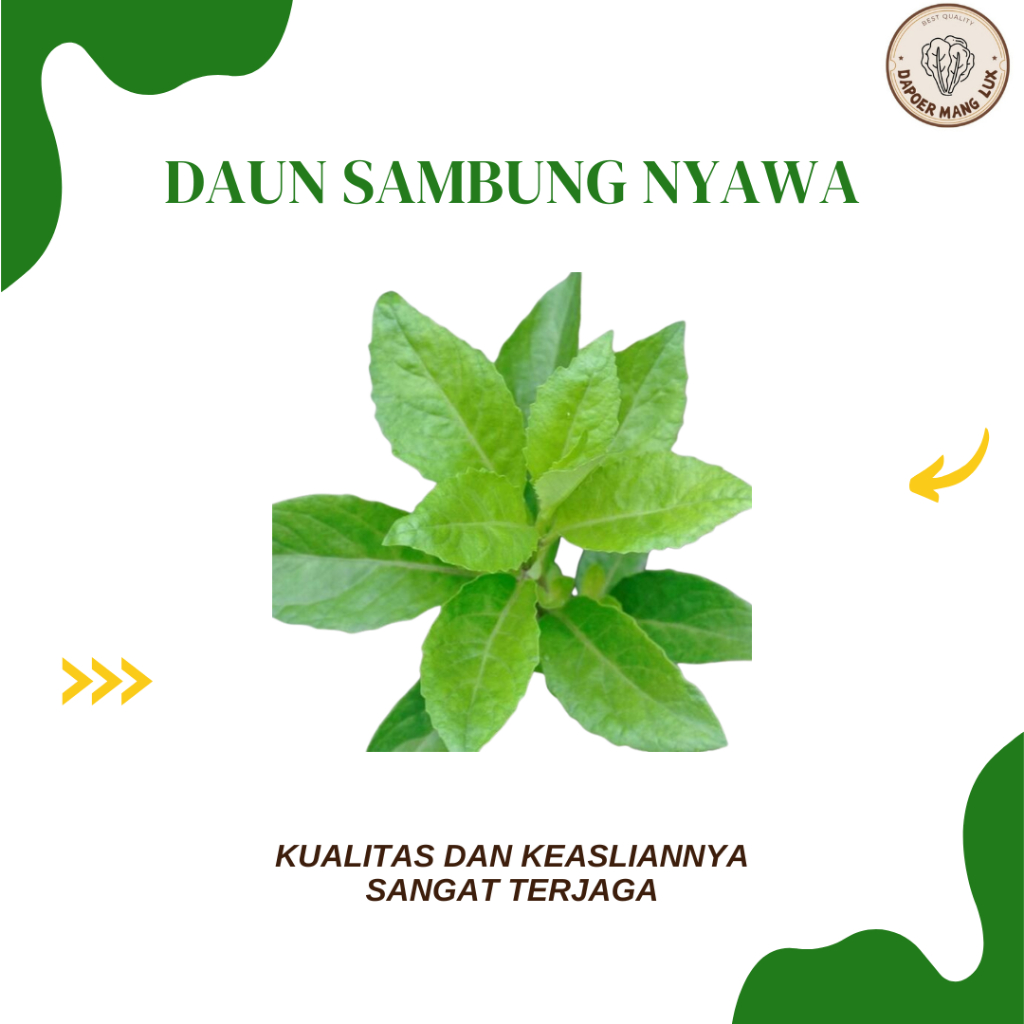 

DRIED SERBUK DAUN SAMBUNG NYAWA BEST SELLER