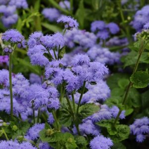 Benih Bunga Ageratum