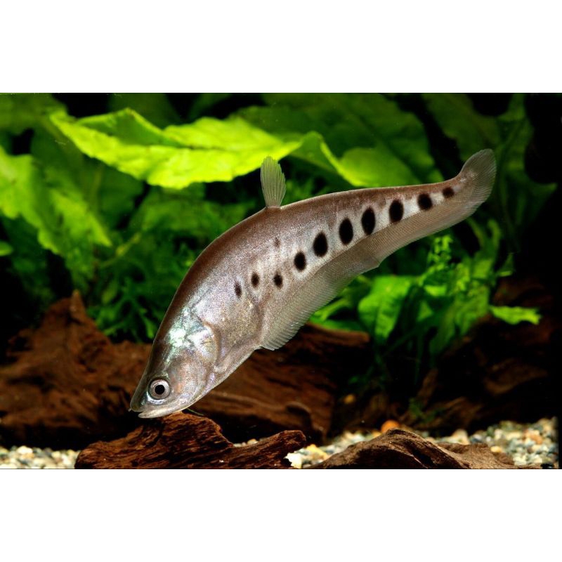 hiasan aquarium belida bangkok