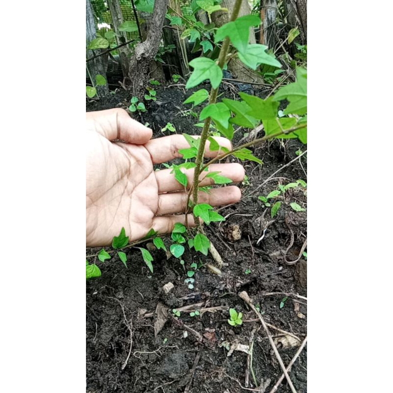 bahan bonsai wareng bintang