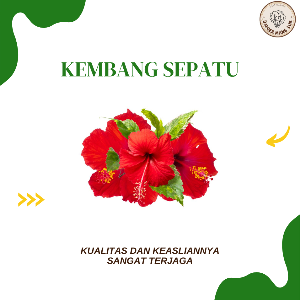 

DRIED SERBUK DAUN KEMBANG SEPATU BEST SELLER