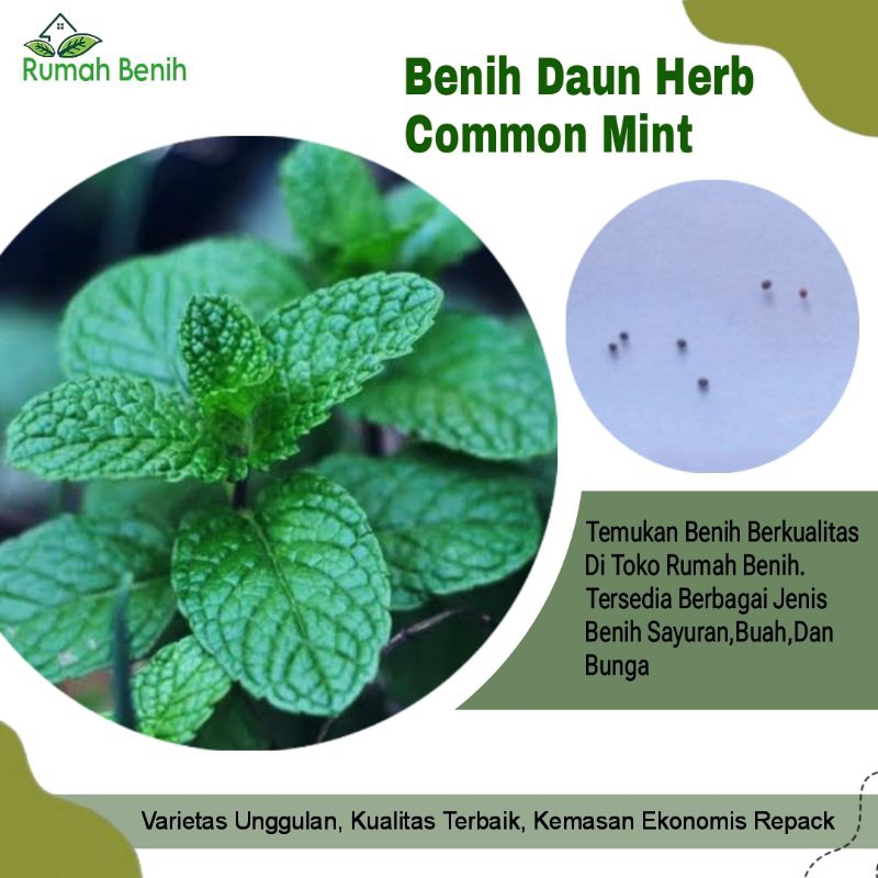 Benih Bunga Common Mint / Bibit Benih Bunga Herb Common Mint / Biji Benih Bunga Herb / Benih Bunga H