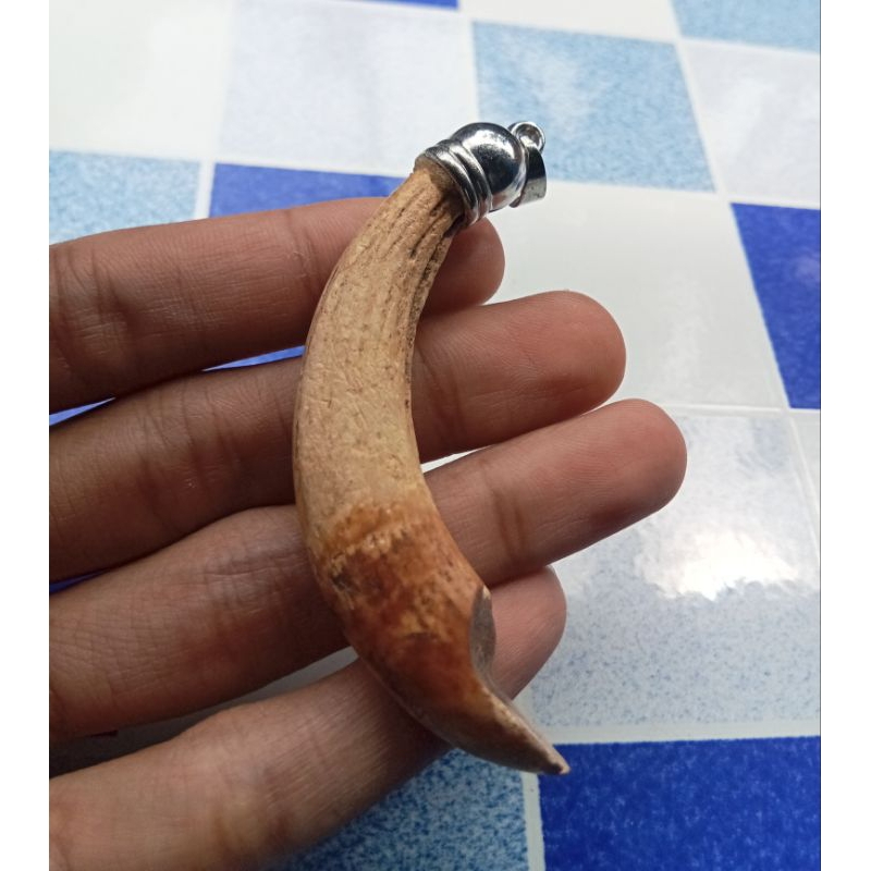 liontin taring babi asli tua