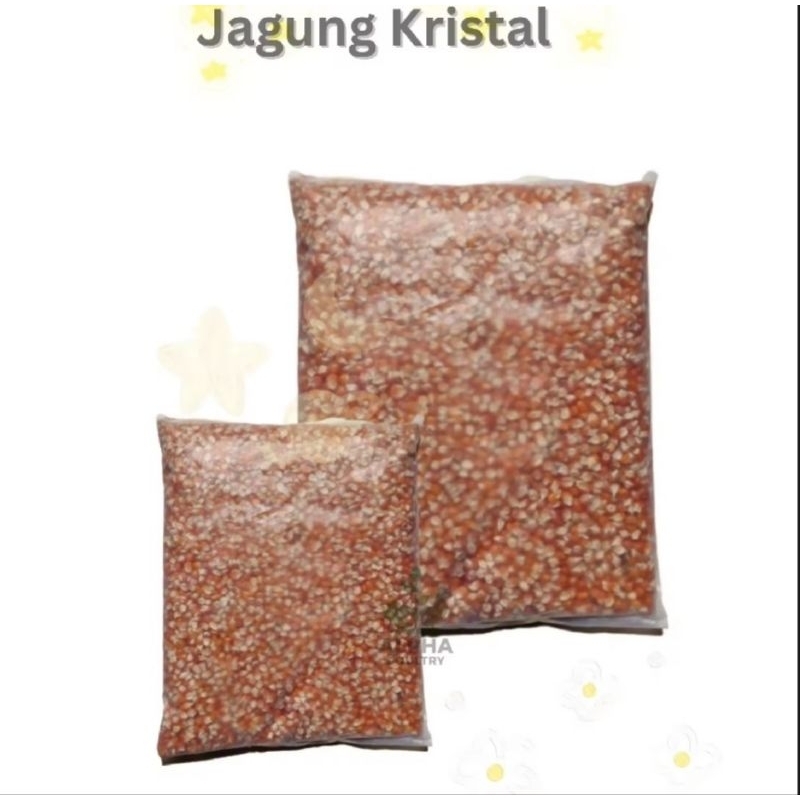 Jagung Kristal Pakan Ayam Burung Jagung Goter besar jagung besar kristal