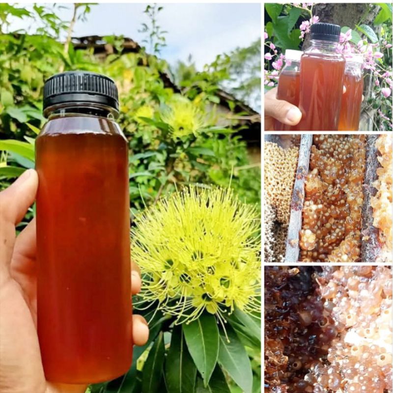

Madu Klanceng Murni/Original/Trigona/Teuwul/Kele