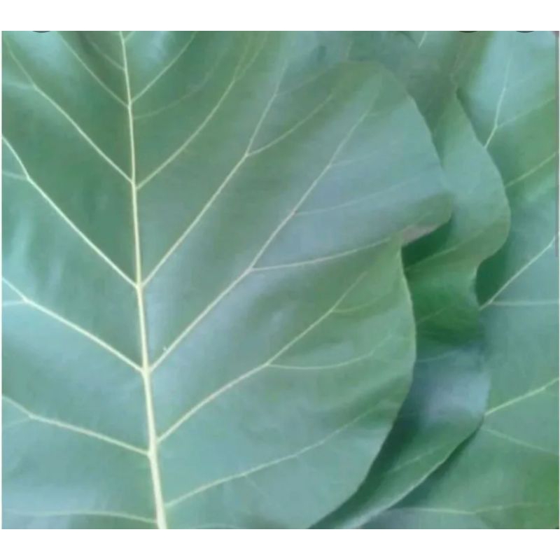 

Daun Jati bungkus snek seribuaan