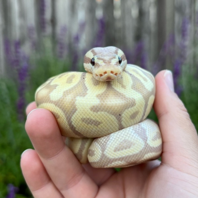 Kartu Ball Python - bukan mono pohon gecko boa corn milk king snake