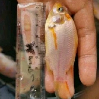BIBIT IKAN NILA MERAH SIZE 2 JARI [ISI 15 EKOR]