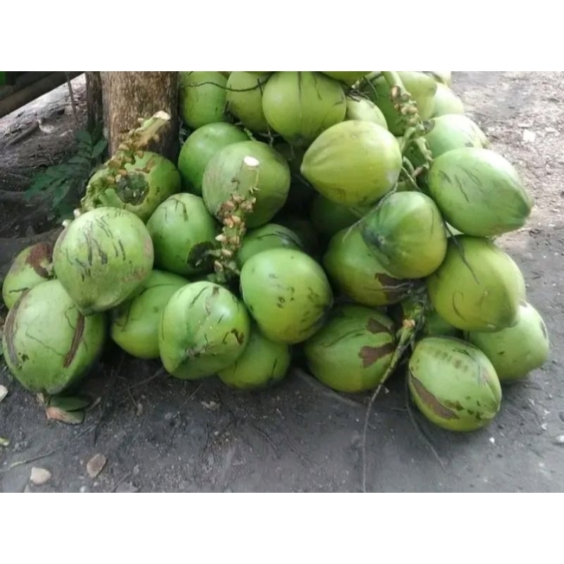 

kelapa hijau kelapa muda