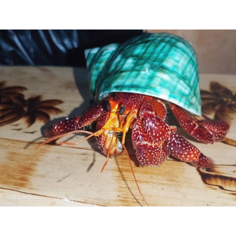 Strawberry Dark Perlatus Spesial Large