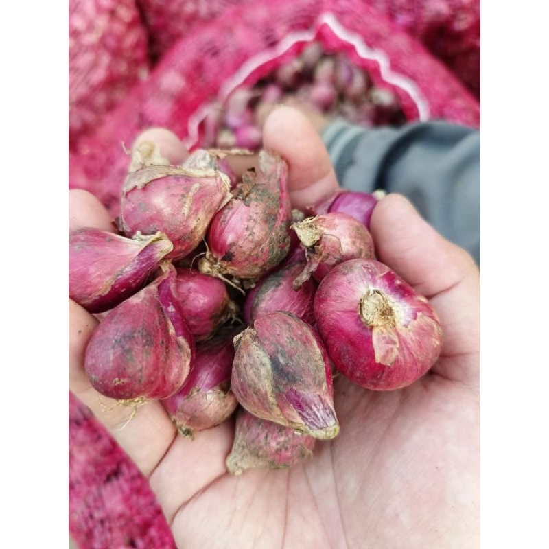 

COD Bawang Merah Sedang Dan Besar per 1 kg