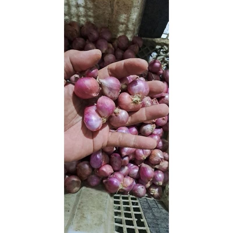 

Bawang Merah Super Kering