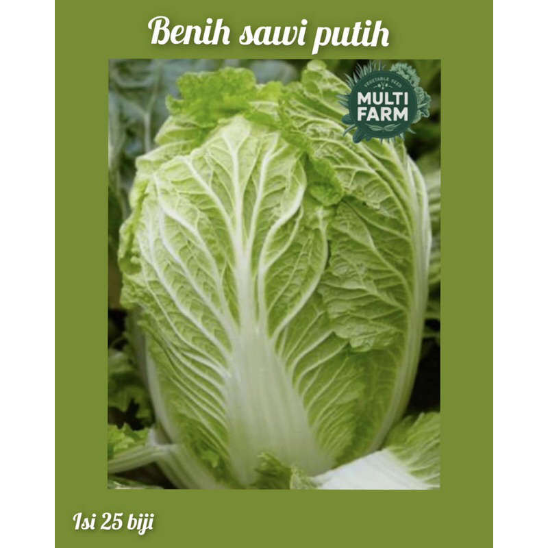 

benih sawi putih hibrida