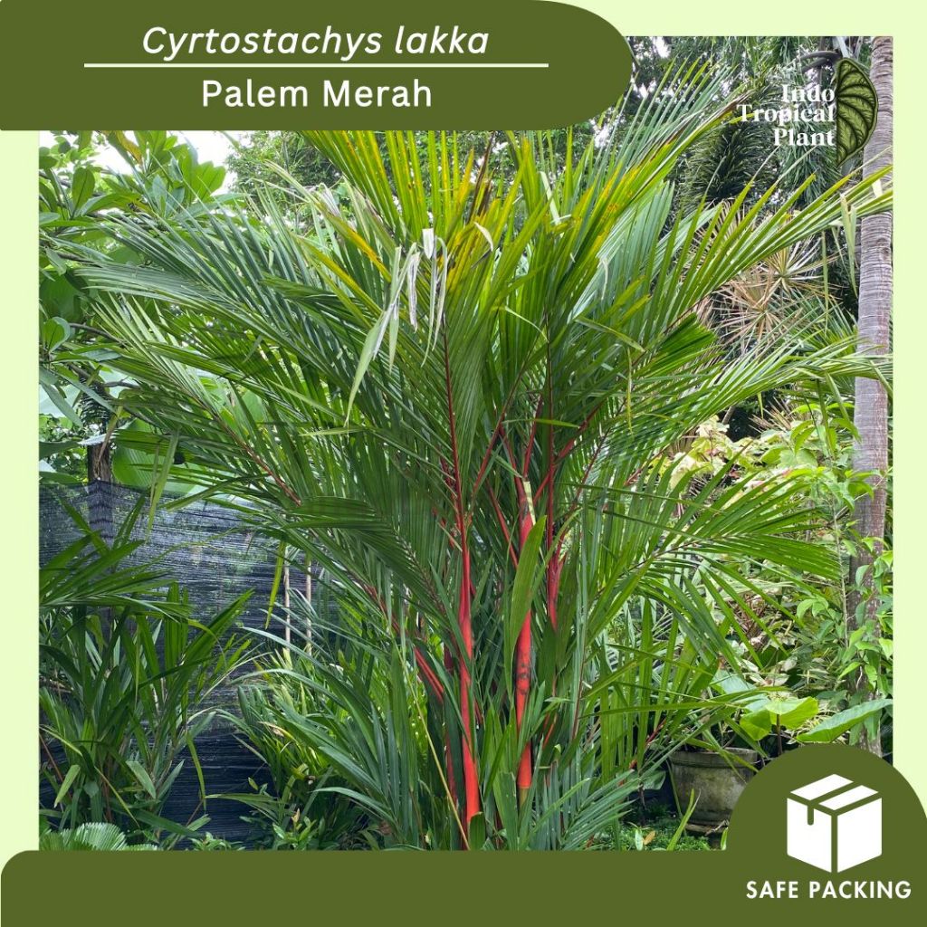 Tanaman Hias Pohon Palem Merah / Cyrtostachys lakka / Hiasan Taman