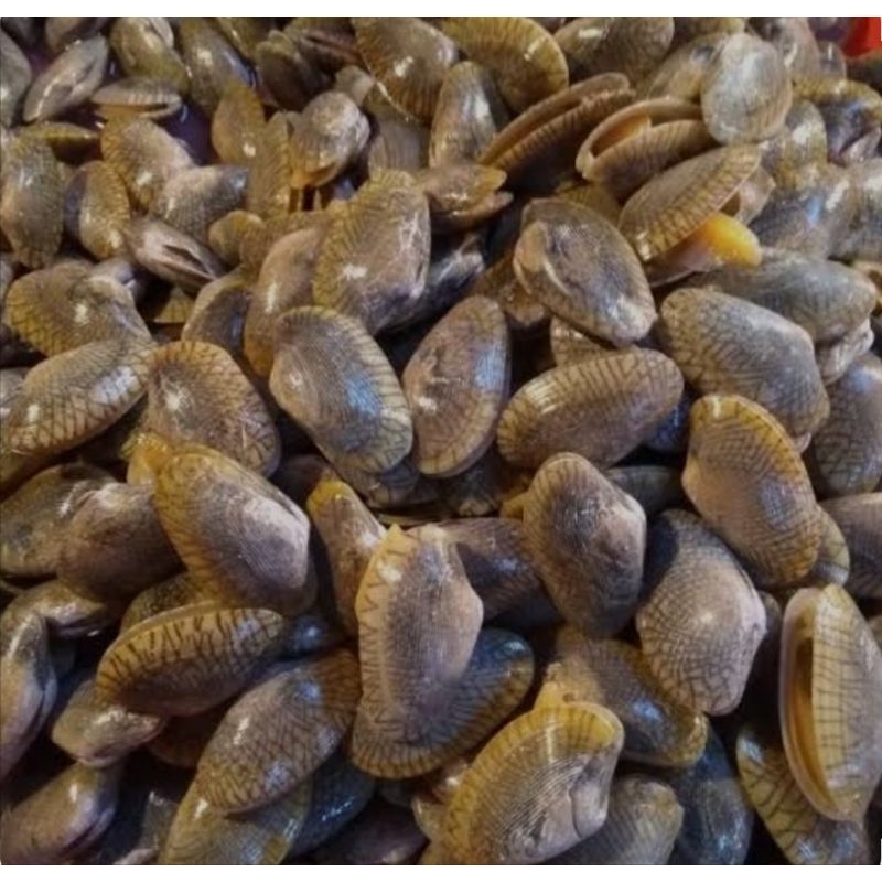 

Kerang Batik Sudah Rebusan 500gr