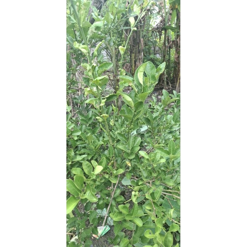 

daun jeruk nipis 100gr langsung petik segarrr
