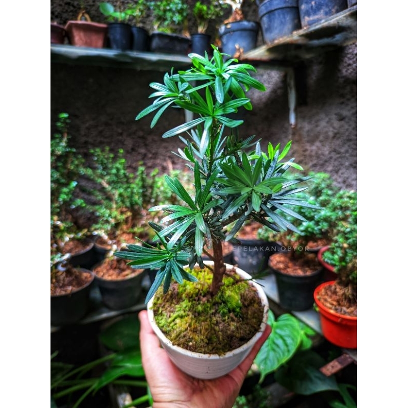 Bonsai Mini Indoor Bahan Bonsai Lohansung Blue micro Bonsai Podocarpus lidah burung biru micro