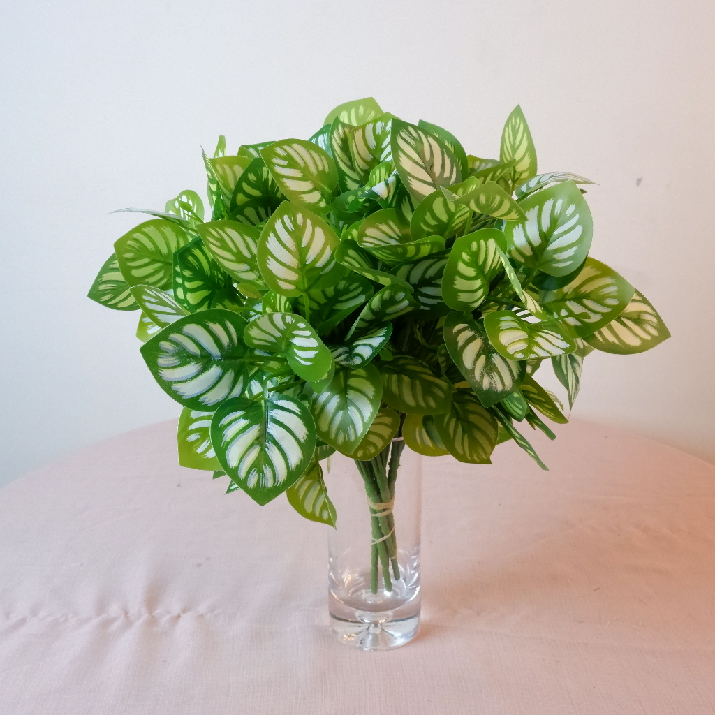 PEPERONIA Buket Tanaman Hias Daun