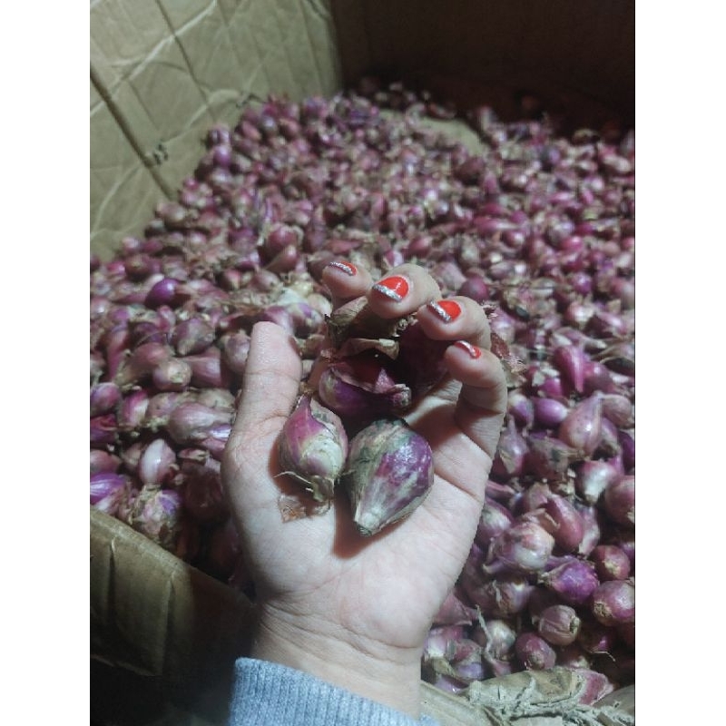 

Bawang Merah Segar