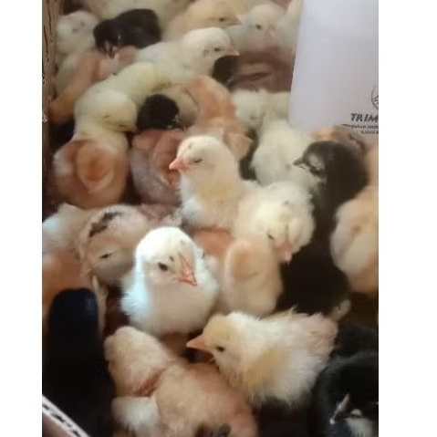 DOC AYAM KAMPUNG SUPER / JOPER (ECER) - Sudah di vaksin