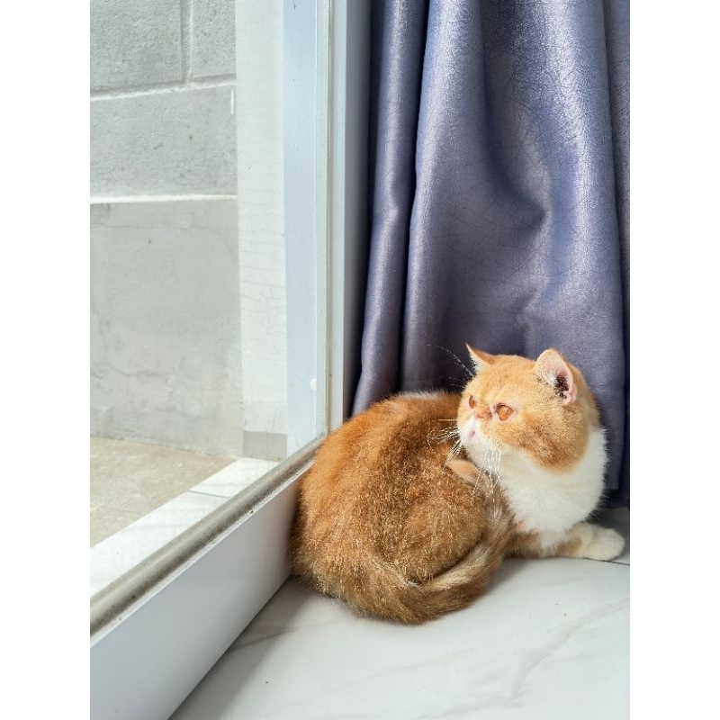 Kucing exotic shorthair good quality