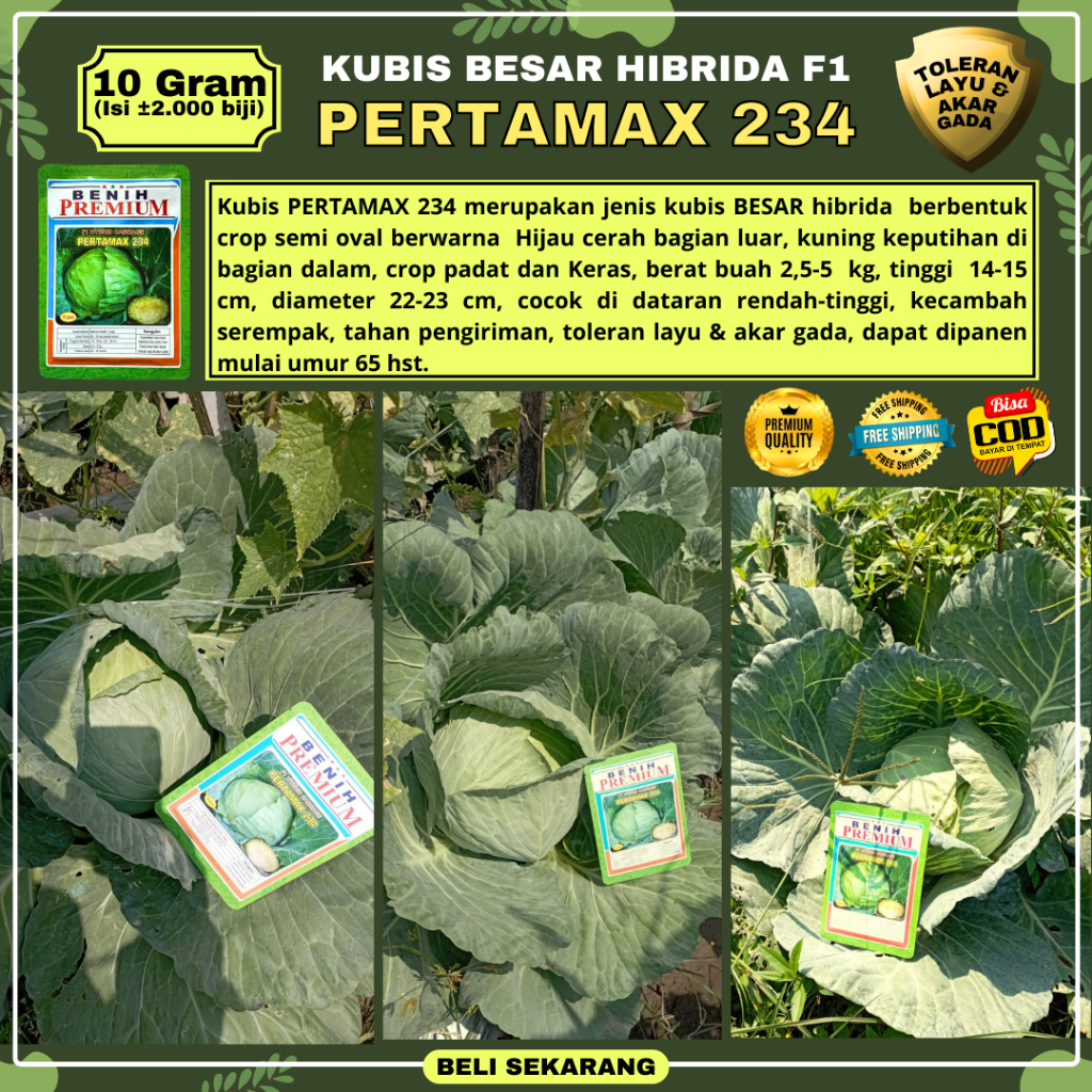 [KUBIS PERTAMAX] Benih Kubis Jumbo PERTAMAX 234 (Pertumbuhan Maksimal) kemasan 10 gram | Setipe Gree