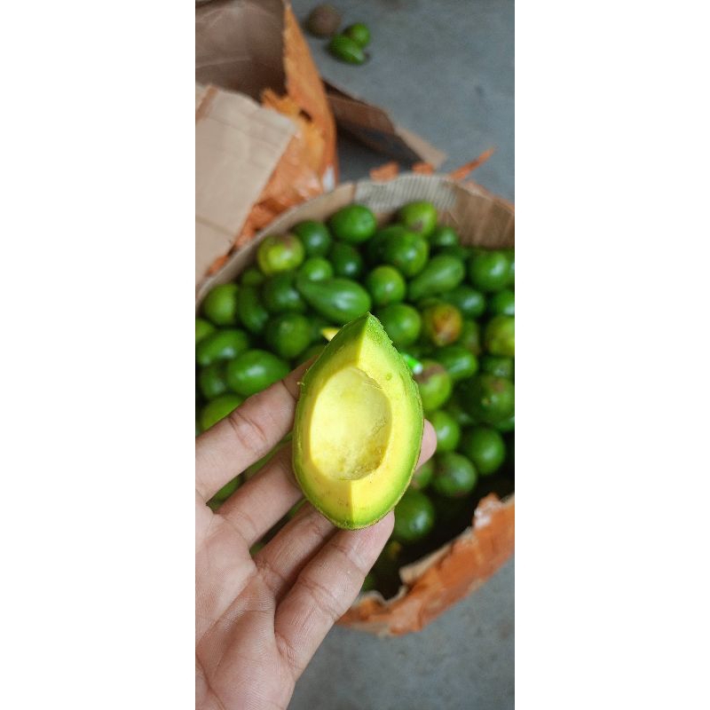 

ALPUKAT MENTEGA MINI 1 KG