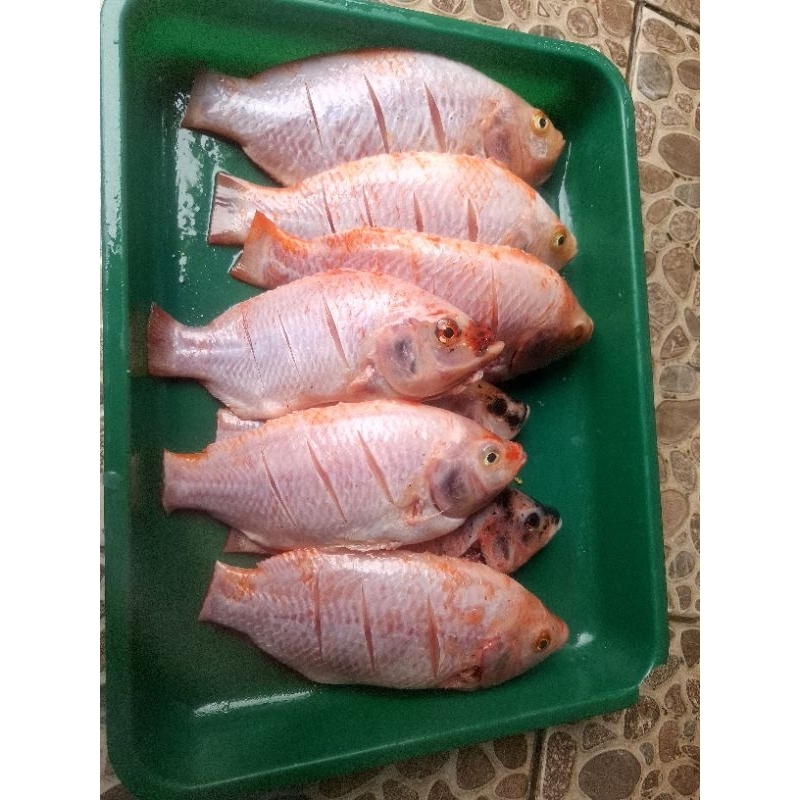 

IKAN NILA SEGAR 1KG