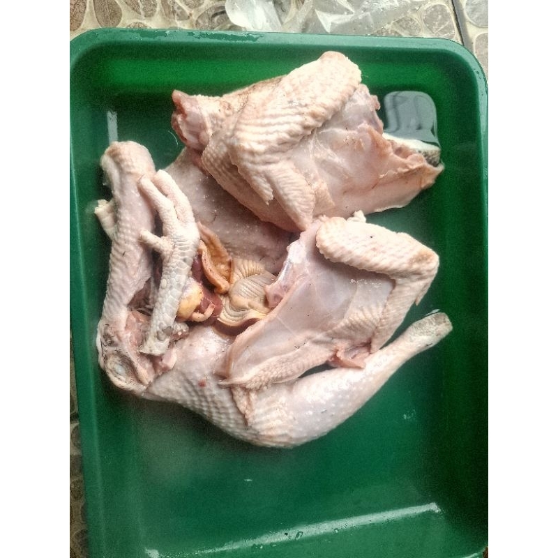 

DAGING AYAM KAMPUNG SEGAR