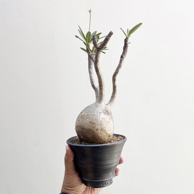 Pachypodium Gracilius Wild Specimen staging planter pot keramik tanaman hias caudex bonggol