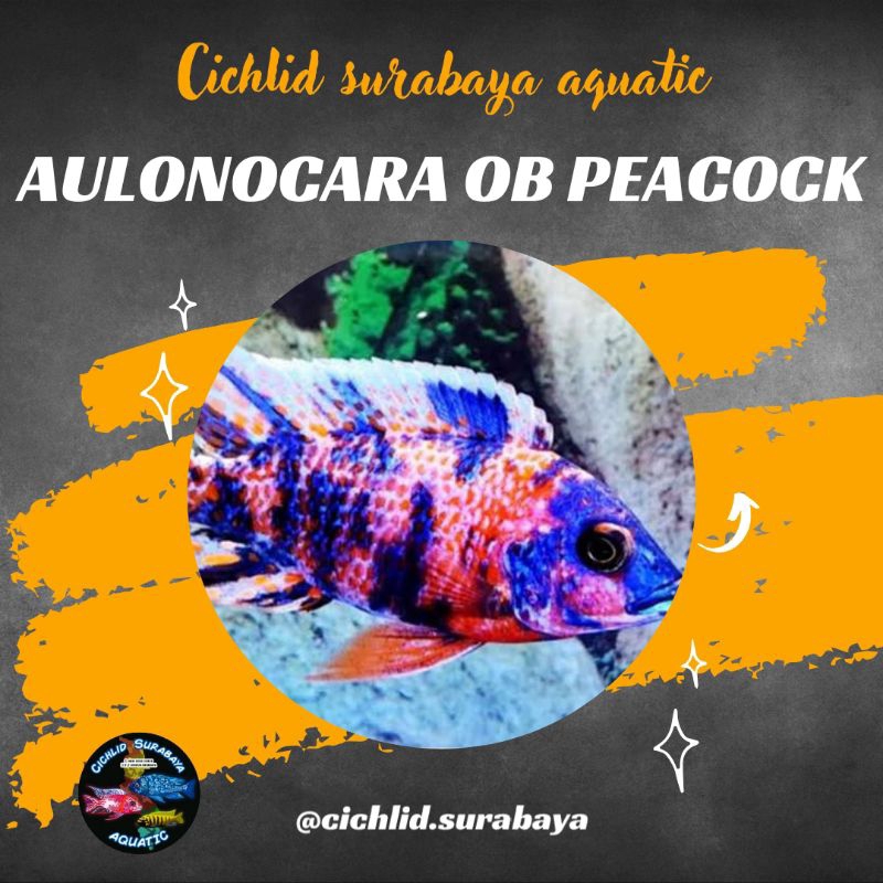 Aulonocara OB peacock cichlid