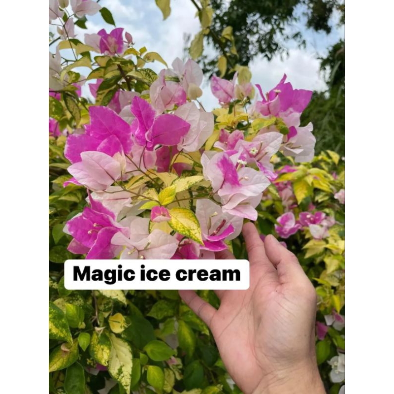 Bougenvile sakura magic ice cream